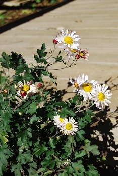 c0124100_17391049.jpg
