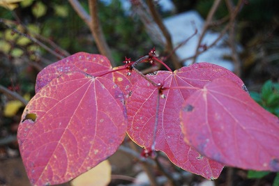 c0124100_1739439.jpg