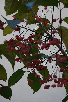 c0124100_173955100.jpg