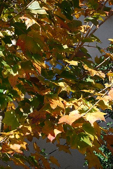 c0124100_17455992.jpg