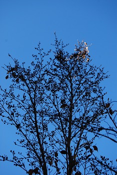 c0124100_17461062.jpg