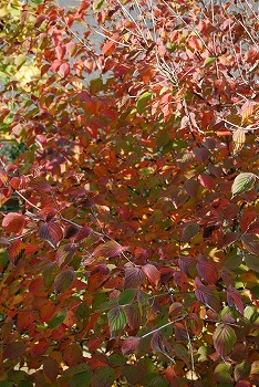 c0124100_17461997.jpg