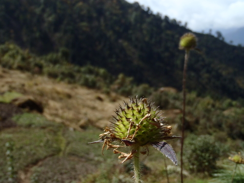 ネパール遠征〜動植物〜_c0206900_1505364.jpg