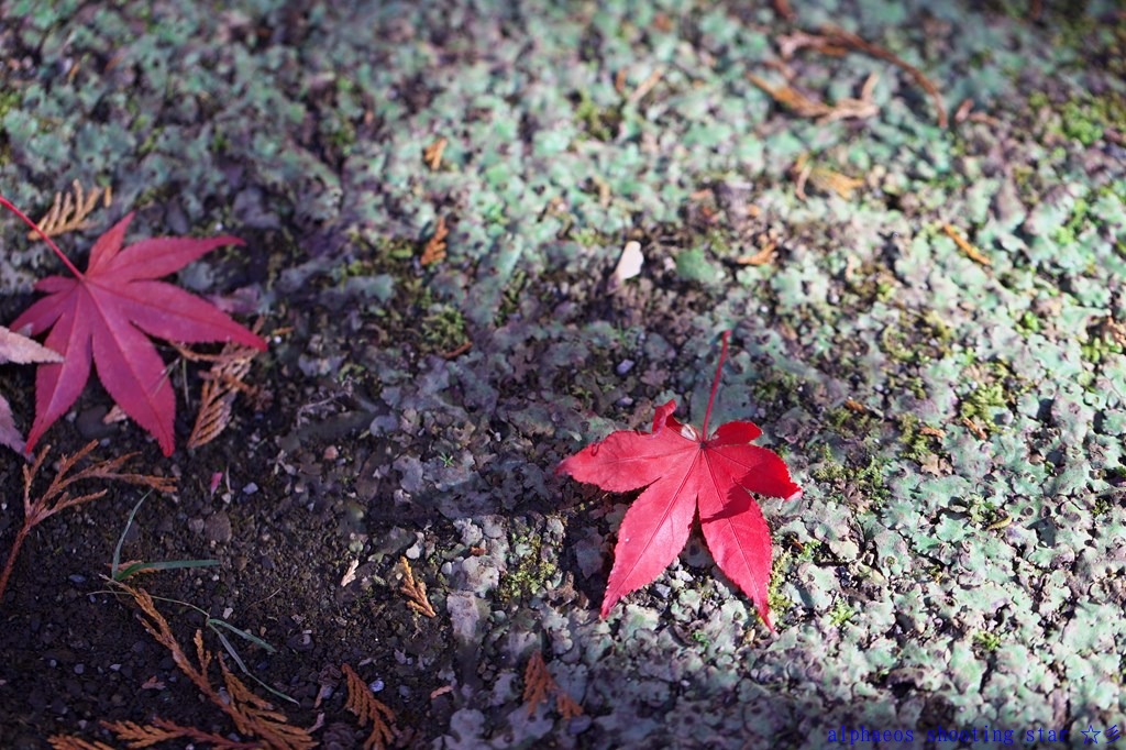 2012年11月27日　EF100mm マクロ in 平林寺４_a0060403_17115282.jpg