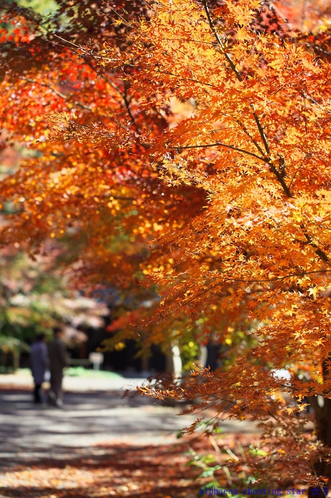 2012年11月27日　EF100mm マクロ in 平林寺４_a0060403_1715642.jpg