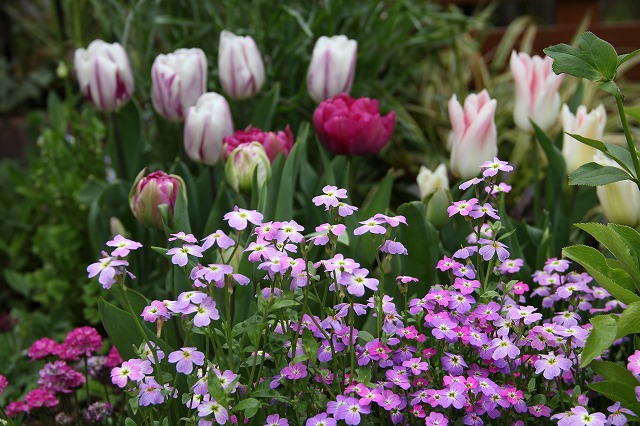 とうとう行動開始!　ハナミズキ花壇に球根を植えたよ♪_a0123003_0183233.jpg