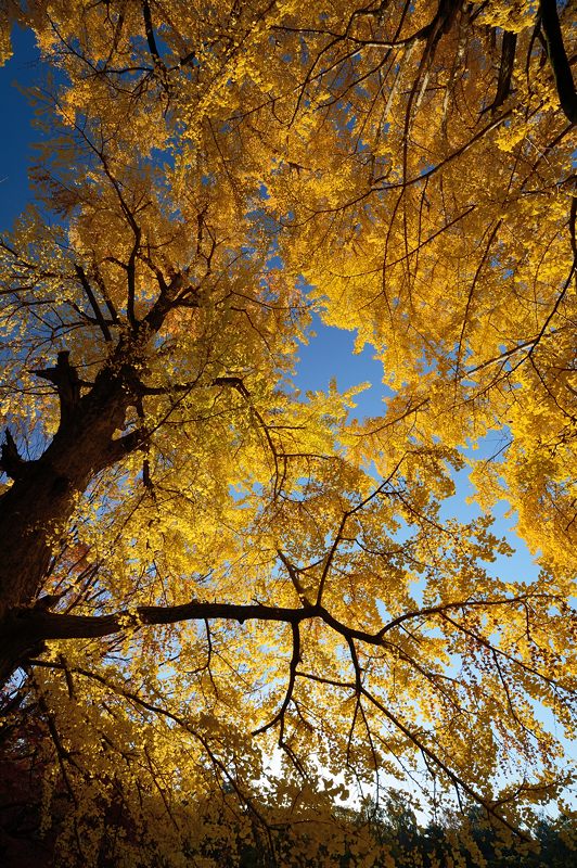 2012京都の紅葉・御所 其の一_f0032011_19431299.jpg