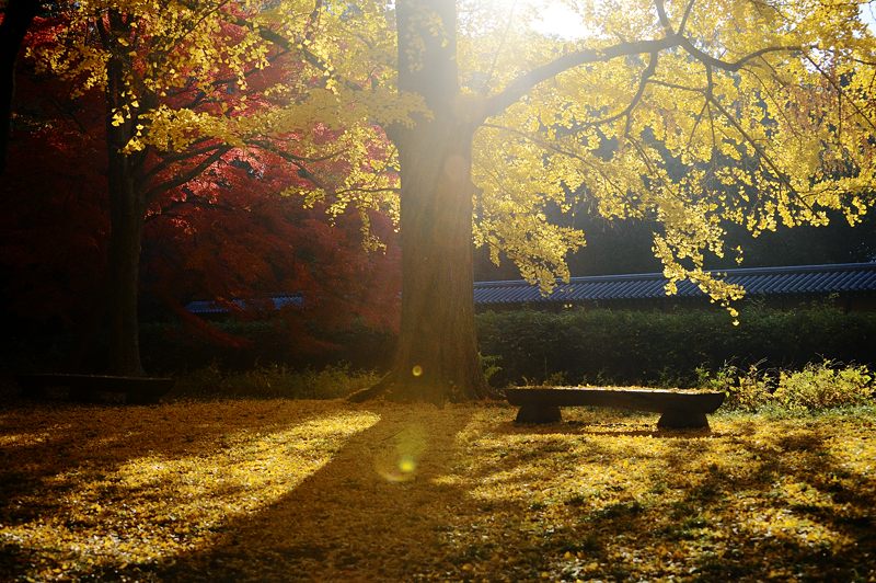 2012京都の紅葉・御所 其の一_f0032011_1943246.jpg