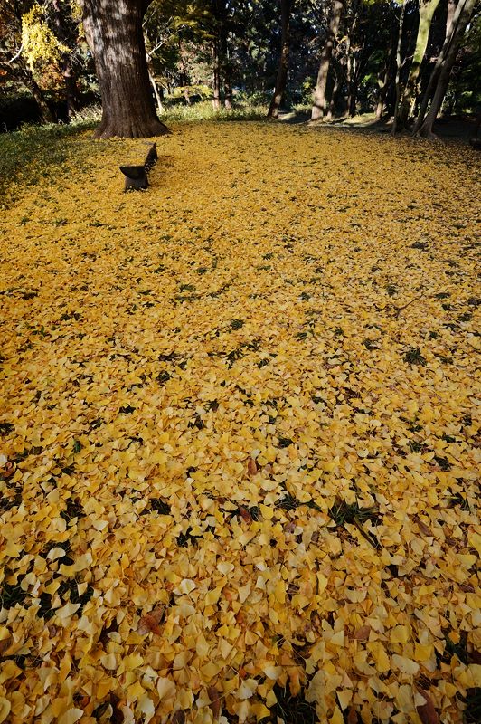 2012京都の紅葉・御所 其の一_f0032011_19433465.jpg