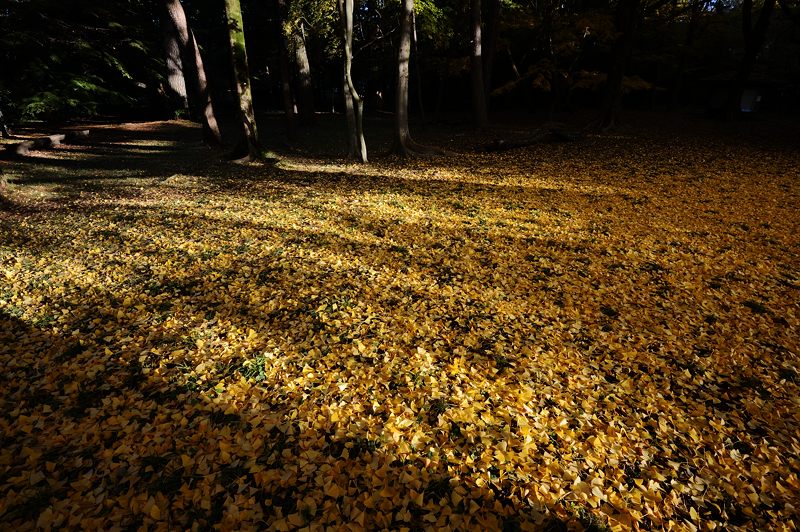 2012京都の紅葉・御所 其の一_f0032011_19434317.jpg