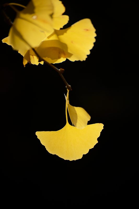 2012京都の紅葉・御所 其の一_f0032011_1943538.jpg