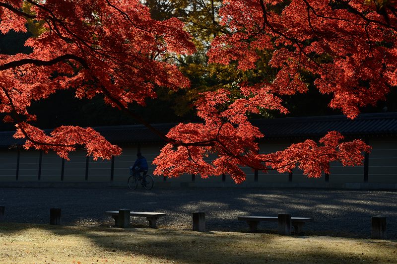 2012京都の紅葉・御所 其の一_f0032011_19441215.jpg