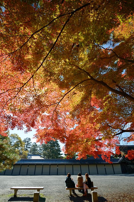 2012京都の紅葉・御所 其の一_f0032011_19442199.jpg