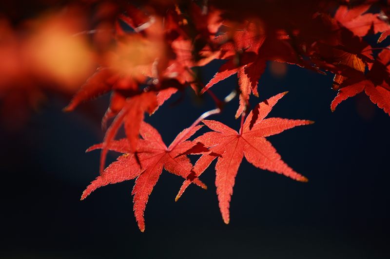 2012京都の紅葉・御所 其の一_f0032011_19443215.jpg
