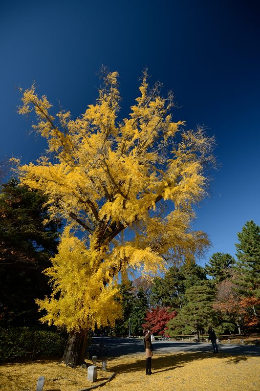 2012京都の紅葉・御所 其の一_f0032011_19444023.jpg