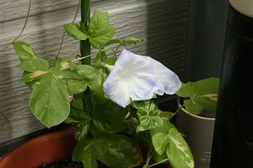 f0123712_0442436.jpg