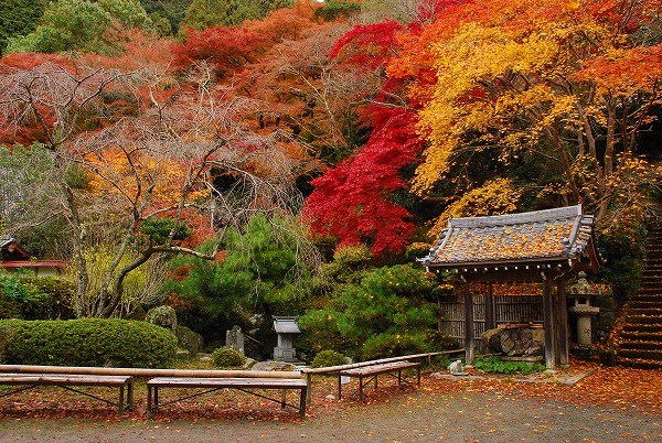 紅葉　－　金蔵寺_a0114714_2323373.jpg