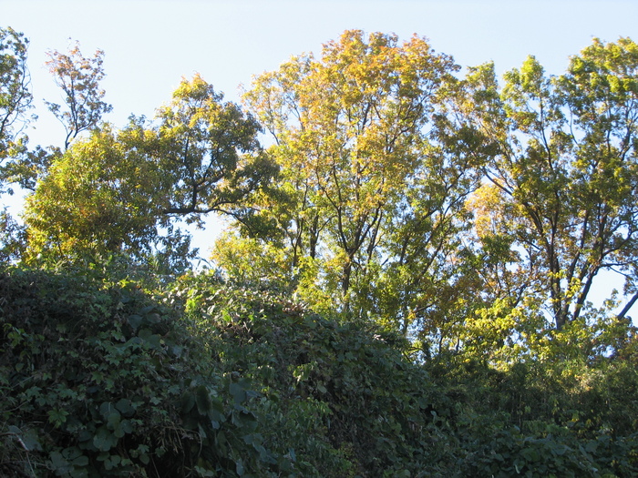 晩秋の舞岡公園「小谷戸の里」（その１）_b0221219_17555253.jpg