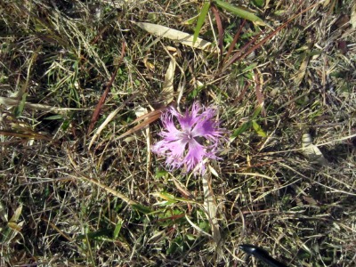 e0110940_951572.jpg