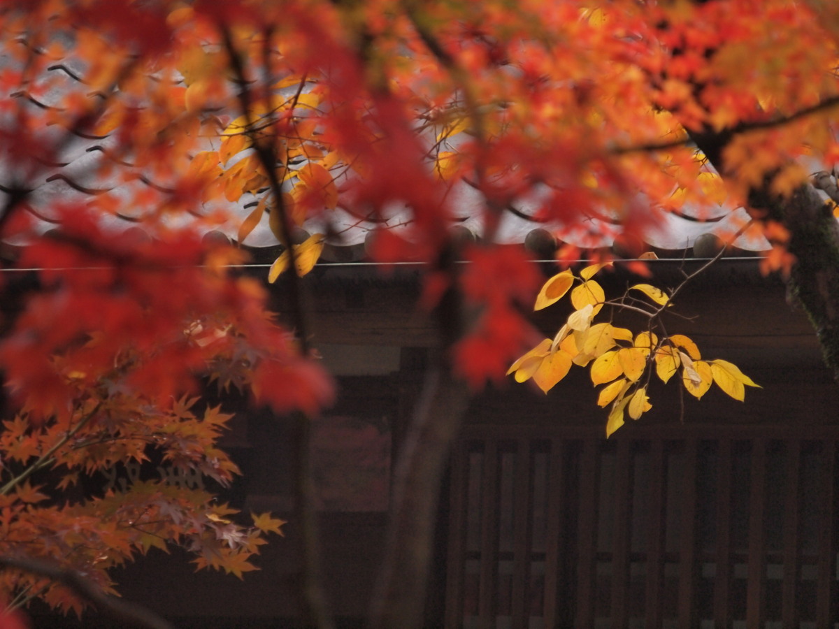 平林寺・紅葉-5　　　161)_c0068050_0161368.jpg