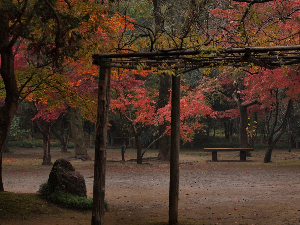 平林寺・紅葉-5　　　161)_c0068050_0203443.jpg