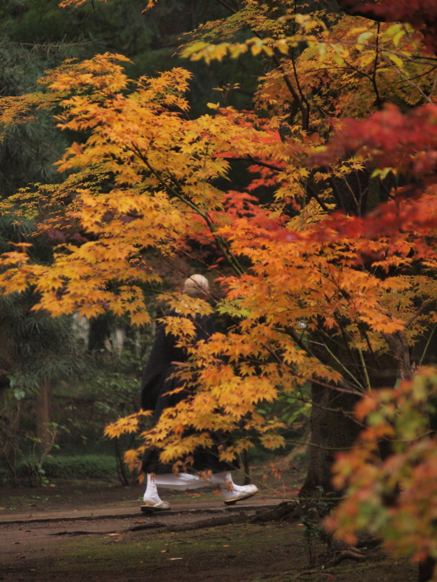 平林寺・紅葉-5　　　161)_c0068050_028345.jpg