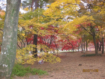 森林公園紅葉（３）_b0115553_19102713.jpg