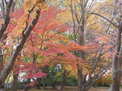 森林公園紅葉（２）_b0115553_1951119.jpg
