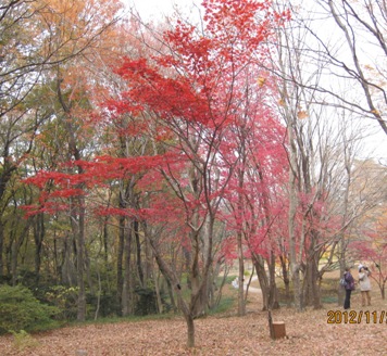 森林公園紅葉（２）_b0115553_1961934.jpg