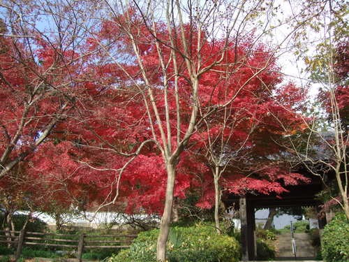 桐生の祟源寺_c0111557_8204739.jpg