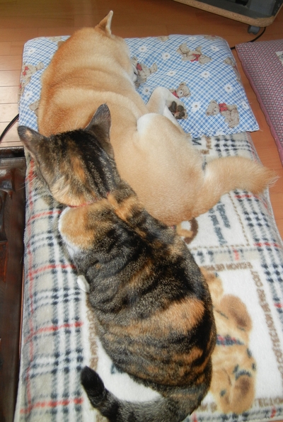 ’12,11,29(木)愛ちゃんのモミジ狩!_f0060461_16233423.jpg
