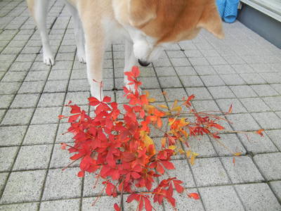 ’12,11,29(木)愛ちゃんのモミジ狩!_f0060461_1652193.jpg