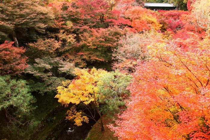 東福寺　３_b0232463_7175099.jpg