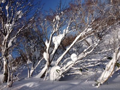 北海道三日目☆札幌国際スキー場_c0151965_16281934.jpg
