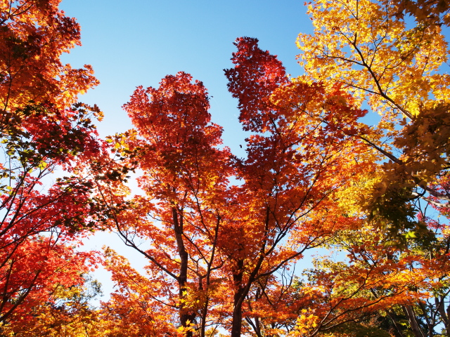 東京紅黄パレット #3_c0218766_21312679.jpg