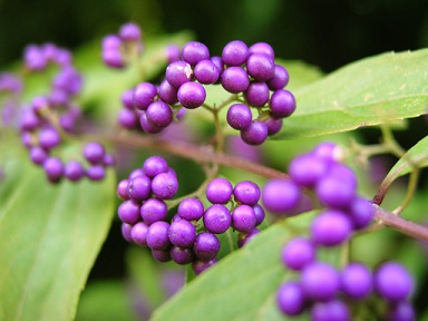 a0267370_214321.jpg