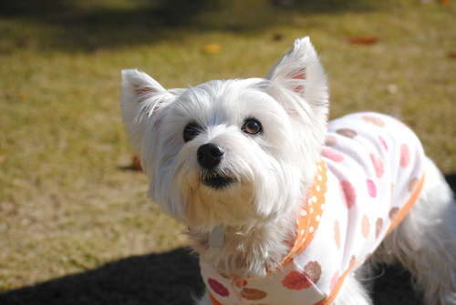 ♪ ダニエル 白犬さんわらわらユーカリへ～4th ♪  _b0242873_23562079.jpg