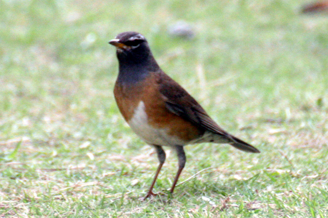 この秋、鳥の種類はかなり多いけれど、写真の整理が追い付かない・・・。_b0084378_17231324.jpg