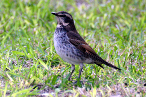 この秋、鳥の種類はかなり多いけれど、写真の整理が追い付かない・・・。_b0084378_17244535.jpg