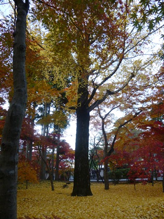 京都、紅葉の旅、龍安寺石庭、その2!_a0053480_1145638.jpg
