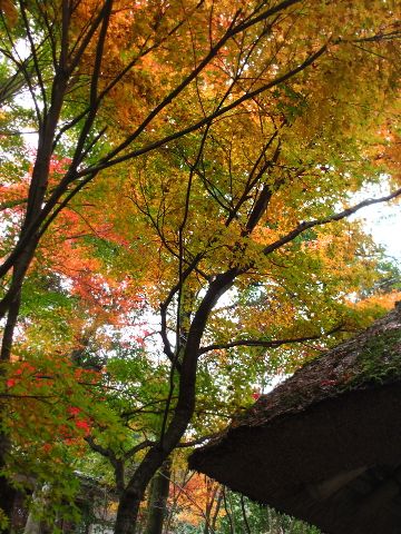 2012紅葉～ 三瀧寺_d0098183_138313.jpg