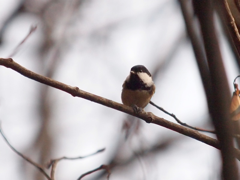 秋の野鳥たち～その2＠那須_f0055184_21312090.jpg