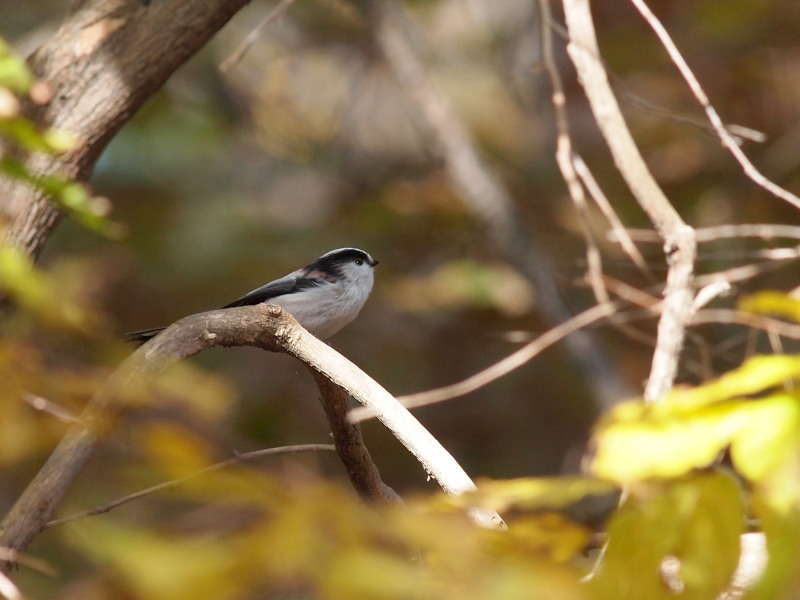 秋の野鳥たち～その2＠那須_f0055184_21321545.jpg