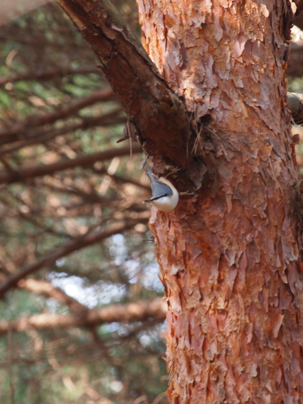 秋の野鳥たち～その2＠那須_f0055184_2132161.jpg