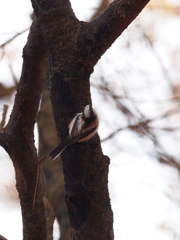 秋の野鳥たち～その2＠那須_f0055184_21324523.jpg