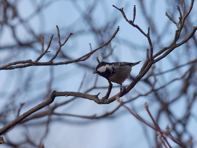 秋の野鳥たち～その2＠那須_f0055184_21333750.jpg