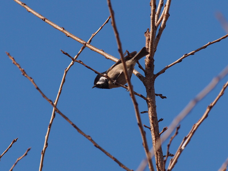 秋の野鳥たち～その2＠那須_f0055184_21485058.jpg