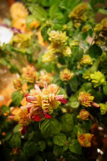 冬の草花とリースを。_c0069389_19374636.jpg