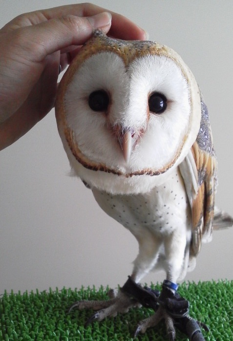 メンフクロウとの生活 My Atelie From Hokkaido メンフクロウとの生活 My Atelie From Hokkaido
