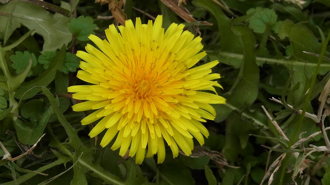 a0152692_1892622.jpg